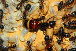 Camponotus ligniperda 27.04.2019_4.jpg
