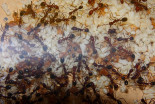Aphaenogaster texana 04.05.2019_2.jpg