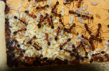 Aphaenogaster texana 04.05.2019_4.jpg