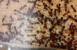 Aphaenogaster texana 04.05.2019_5.jpg