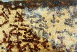 Aphaenogaster texana 04.05.2019_6.jpg