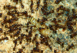 Pheidole sinica _1.jpg