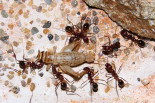 Aphaenogaster texana mit Heimchen.jpg