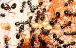 Camponotus ligniperda mit Heimchen.jpg
