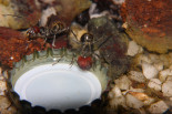 Camponotus singularis trinken.jpg