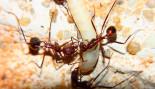 Aphaenogaster texana futtern Mehlkäferlarve.jpg