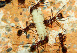 Aphaenogaster texana mit Mehlkäferpuppe.jpg