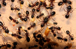 Camponotus ligniperda futtern zerkleinerte Mehlkäferlarven.jpg