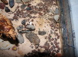 Aphaenogaster texana 24.05.2019_20.jpg