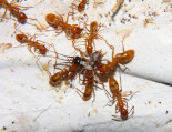 Camponotus spec futtern Grille _1.jpg