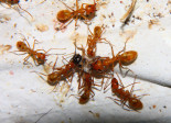 Camponotus spec futtern Grille _2.jpg