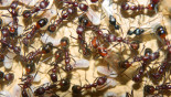 Aphaenogaster texana 07.07.2019_1.jpg