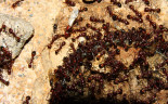 Aphaenogaster texana 07.07.2019_2.jpg