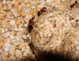 Aphaenogaster texana 07.07.2019_3.jpg