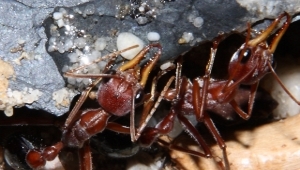 Myrmecia pavida.jpg