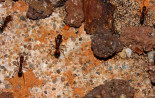 Aphaenogaster texana Jungkönigin _1.jpg