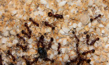 Aphaenogaster texana Jungkönigin _3.jpg