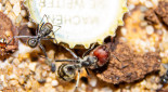 Camponotus singularis _1.jpg