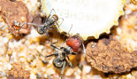 Camponotus singularis _2.jpg