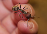 Camponotus singularis Major.jpg