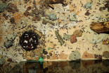 Aphaenogaster texana 04.01.2020_1.jpg