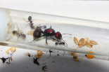 Messor cephalotes _1.jpg