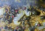 Camponotus singularis Larven _1.jpg