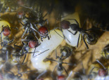 Camponotus singularis Larven _3.jpg