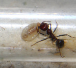 Messor cephalotes  _7.jpg