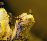 Aphaenogaster texana.jpg