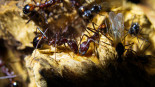 Aphaenogaster texana trinken Zuckerwasser.jpg