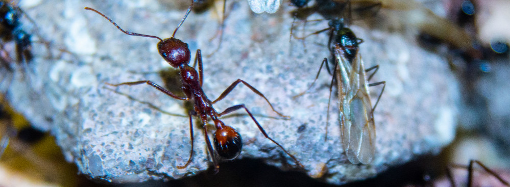 Aphaenogaster texa Arbeiterin & Männchen.jpg