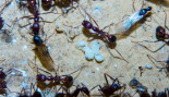 Aphaenogaster texa  01.02.2020_4.jpg