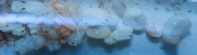 Messor cephalotes Puppen.jpg
