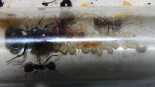 Messor cephalotes 06.02.2020_1.jpg