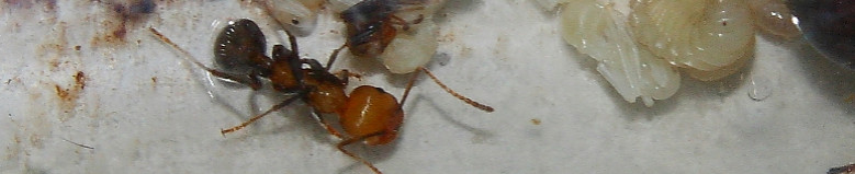 Messor cephalotes.jpg