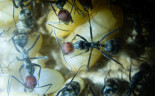 Camponotus singularis Larven _2.jpg