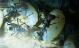 Camponotus singularis Larven _3.jpg
