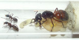 Camponotus ligniperda mit Milbe.jpg