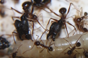 Pheidole sinica.jpg