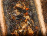 Camponotus singularis Junköniginnen _1.jpg