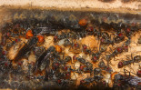 Camponotus singularis Junköniginnen _2.jpg