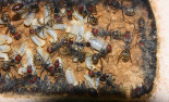 Camponotus singularis Larven _1.jpg