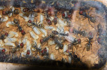 Camponotus singularis Larven _2.jpg