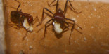 Messor cephalotes Ameisenbrotherstellung.jpg