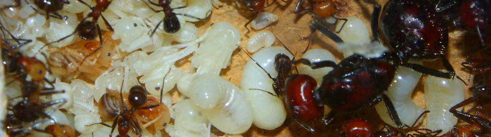 Messor cephalotes.jpg