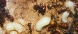 Messor cephalotes Larven.jpg