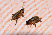 Grillen.jpg