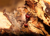 Messor cephalotes Major_1.jpg