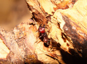 Messor cephalotes Major_2.jpg